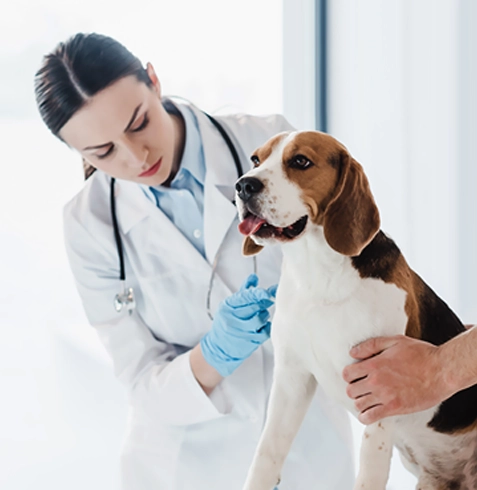 İncirliova Veteriner